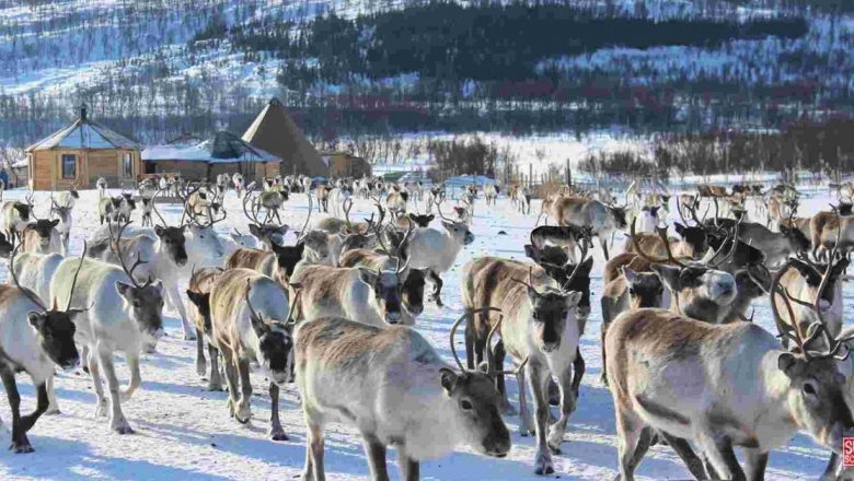 În căutarea lupului printre reni: o provocare a observației și simbolismului în natura sălbatică