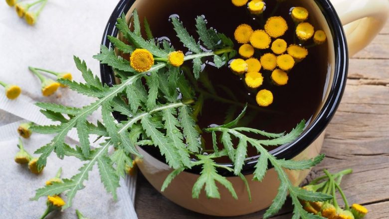 Vetricea: O Comoară Terapeutică cu Beneficii Diverse și Precauții Esențiale