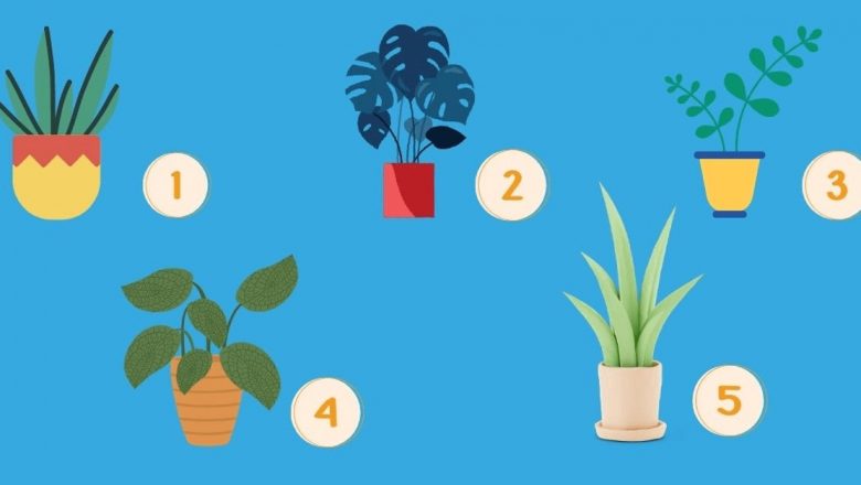 Ce spune alegerea ta de plantă despre personalitatea ta? O explorare detaliată a testelor de personalitate
