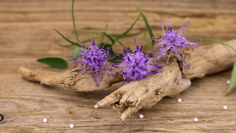 Gheara-diavolului: Remediul Natural pentru Dureri și Guta