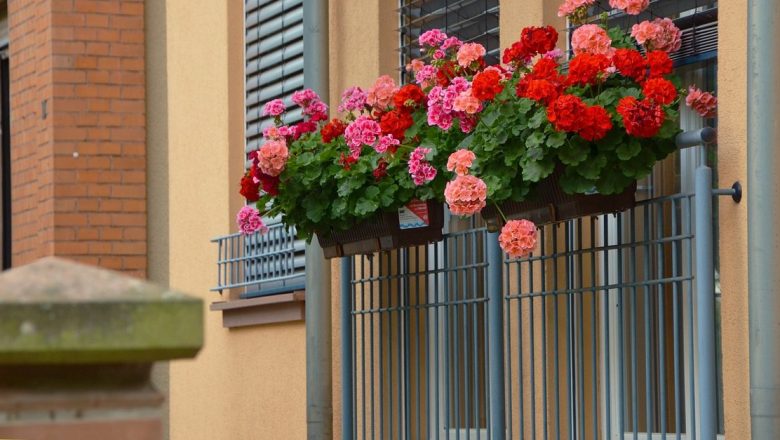 Îndrumătorul complet pentru îngrijirea mușcatelor: Cum să le udăm corect și să le menținem sănătoase