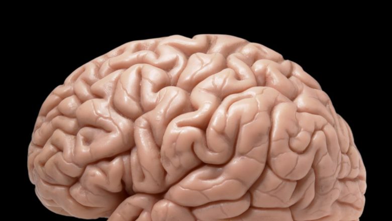 Semnele Îmbătrânirii Creierului: Cum Să Distingem Între Normalitate și Boli Neurodegenerative