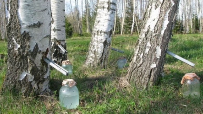 Seva de mesteacăn: Elixirul natural al sănătății și tradiției în cultura românească