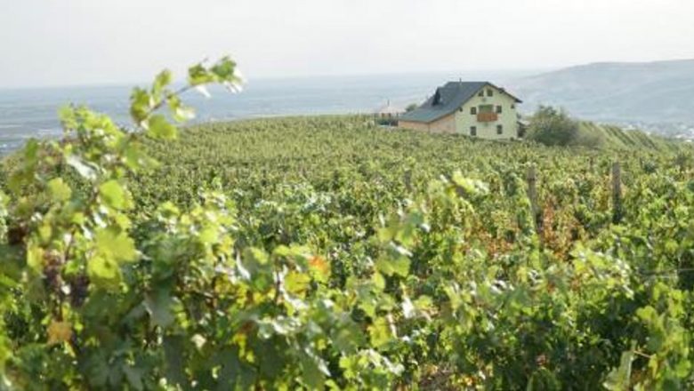 Lacrimile Viței de Vie: Elixirul Naturii pentru Sănătate
