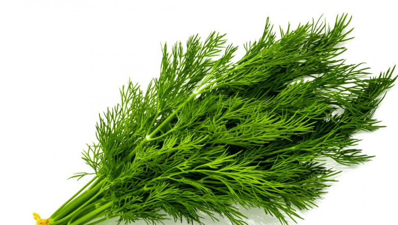 Mărarul: Beneficiile Ascunse ale Unei Plante Aromatice pentru Sănătate