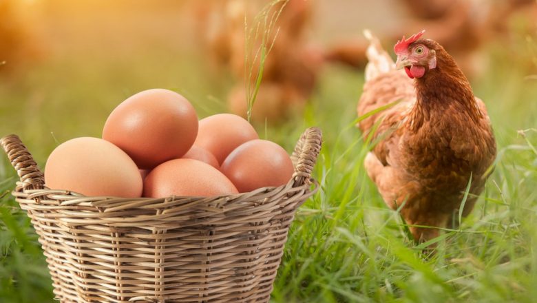 Impactul Ouălor Asupra Sănătății: Când să Evităm Consumul?