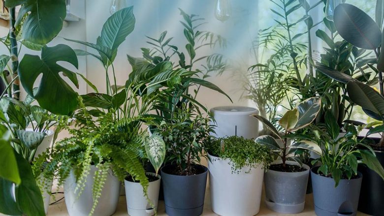 Mugwortul: Planta Remediu Natural pentru Durerile de Cap și Reumatism