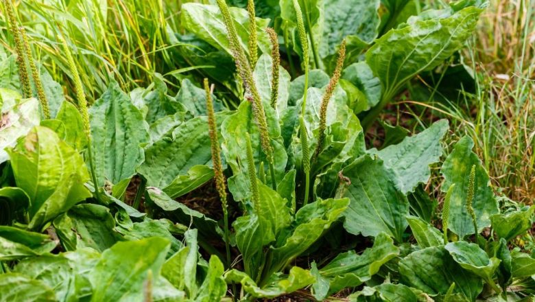 Beneficiile surprinzătoare ale pătlaginii: o plantă medicinală la îndemâna tuturor