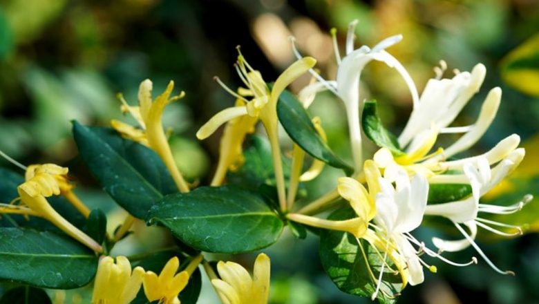 Mâna Maicii Domnului: O Comoară Medicinală Ignorată în Peisajul Românesc