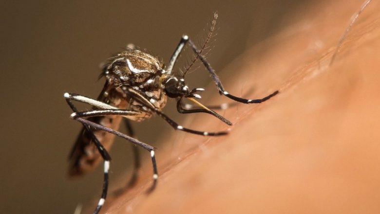Avertisment alarmant: Răspândirea bolilor provocate de țânțari în Europa și impactul schimbărilor climatice