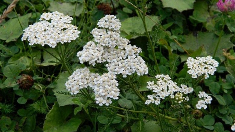 Coada-șoricelului: Planta Miraculoasă cu Beneficii Inestimabile pentru Sănătate