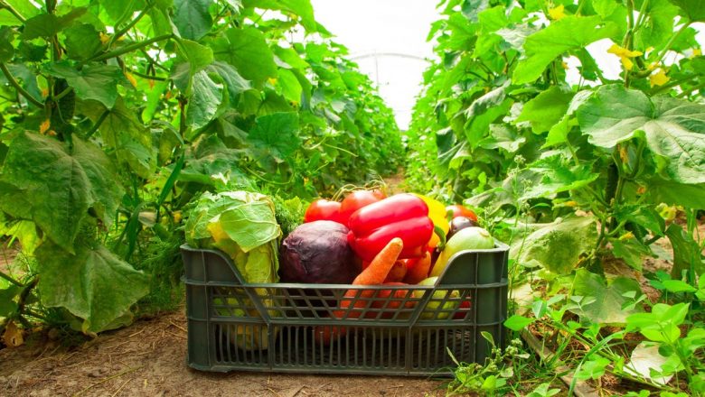 Legumele care ne mențin hidratați indiferent de anotimp: Beneficii pentru sănătate și recomandări nutriționale