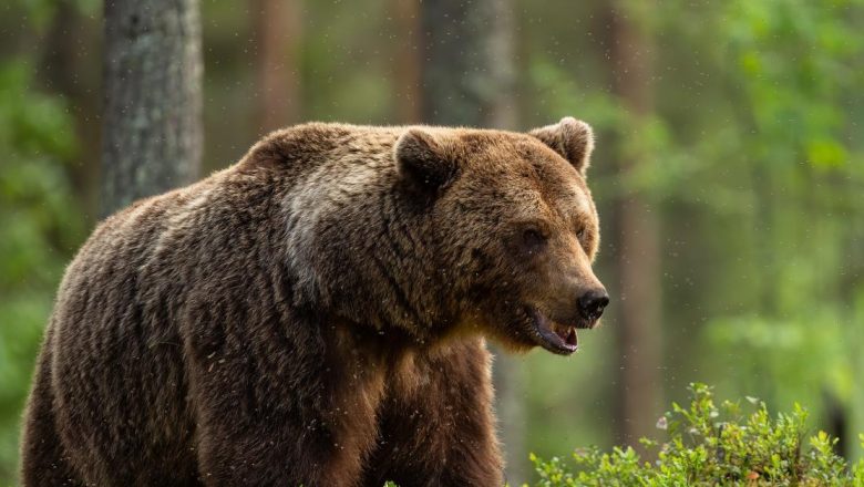 Întâlnirea cu un Urs: Ghidul Complet pentru Drumeți și Iubitori ai Naturii