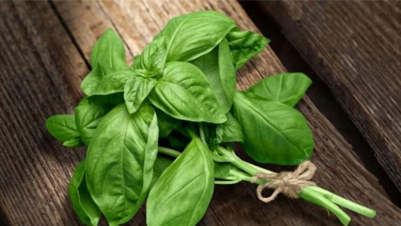 Busuiocul: Planta Sfantă cu Proprietăți Medicinale Remarcabile