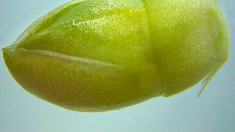 Portulaca: O Plante Antică cu Beneficii Moderne în Sănătate și Grădină