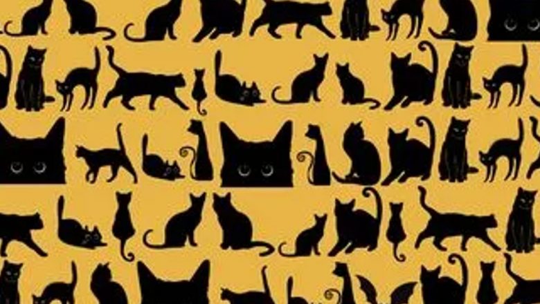 Descoperă Liliacul: O Provocare de Halloween pentru Îmbunătățirea Abilităților de Observație