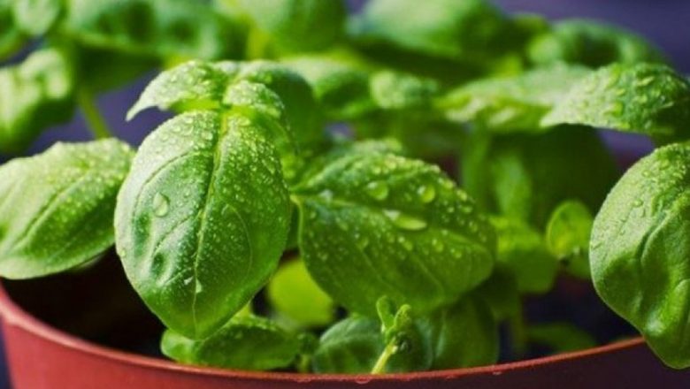 Busuiocul: Planta Sacră a Dacilor și Romanilor cu Proprietăți Vindecătoare Remarcabile