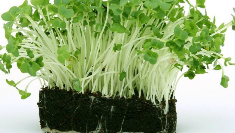 Cresonul: Planta miraculoasă care îmbunătățește vederea și previne cataracta la persoanele peste 50 de ani