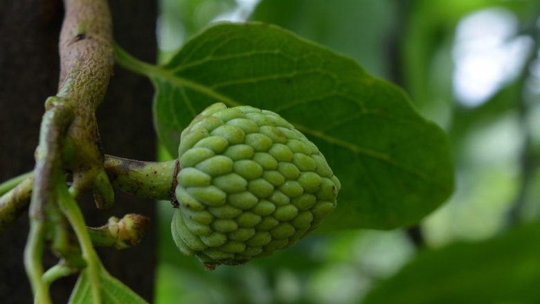 Cherimoya: Regele Fructelor și Secretul Sănătății Universale