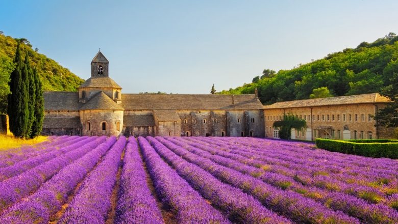 Ceaiul de lavandă: Beneficiile surprinzătoare ale unei plante parfumate