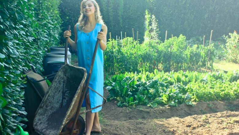 Lăptuca Sălbatică: Remediul Natural cu Proprietăți Asemănătoare Opiului