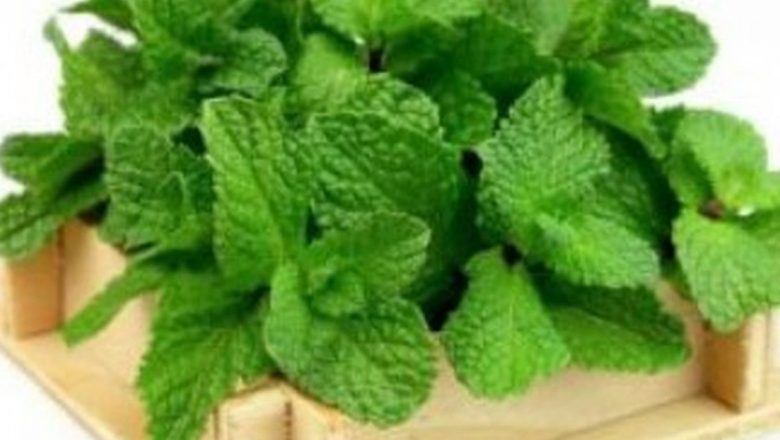 Plante Aromatice pentru Combaterea Asteniei de Primăvară: Soluții Naturale pentru Stările Anxioase
