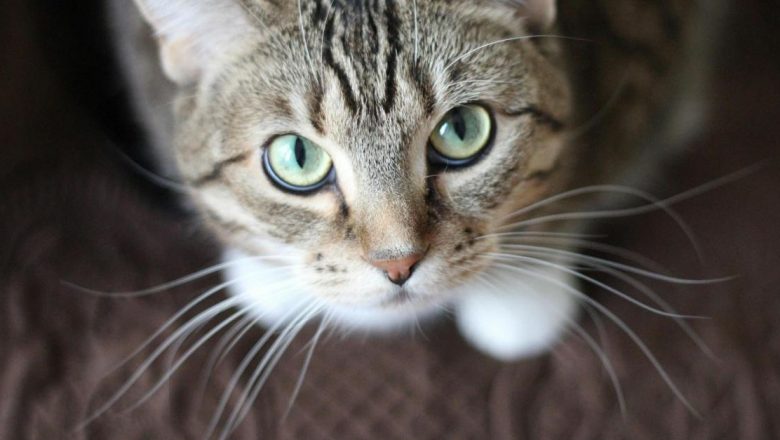 Căpușele la pisici: Cum să protejezi felinele de riscurile acestor paraziți