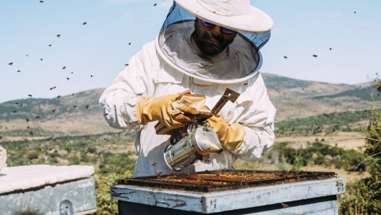 Pericolele ascunse ale înțepăturilor de albine: Ce trebuie să știm pentru a ne proteja