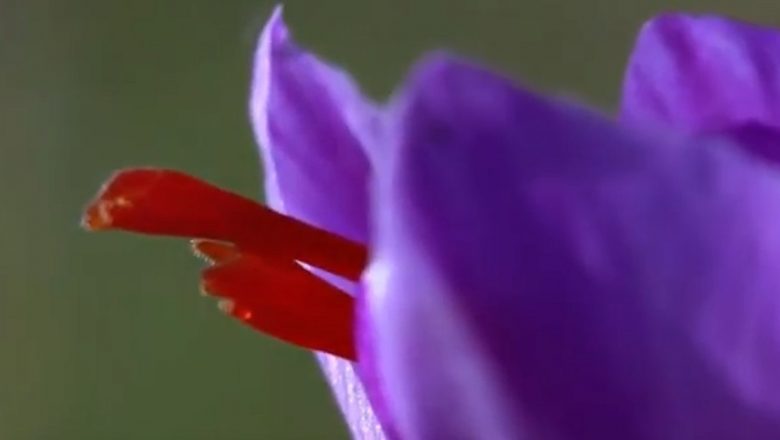 Ritualul de la 4 dimineața: Recoltarea șofranului, aurul roșu al Iranului