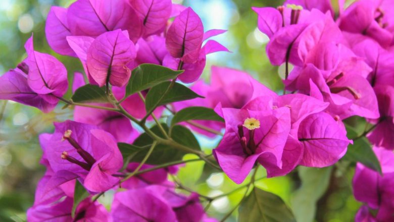Bougainvillea: Floarea Minunată care Vindecă – Beneficii Terapeutice și Implicații pentru Sănătate