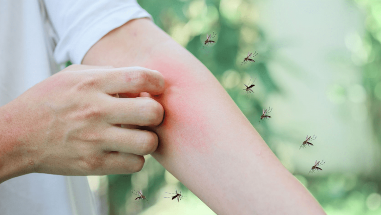 Cât sânge „îți fură” un țânțar într-o singură mușcătură? O privire detaliată asupra impactului acestor insecte asupra sănătății umane
