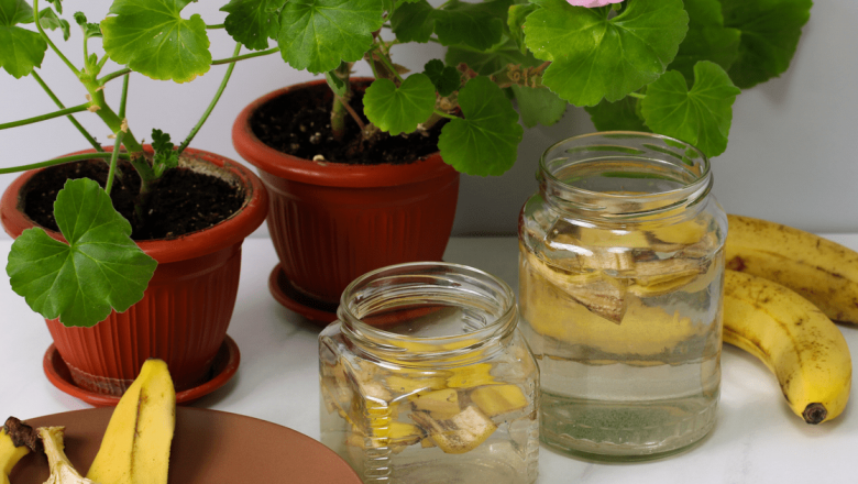 Folosirea cojilor de banană ca fertilizator natural: Beneficii și metode de aplicare