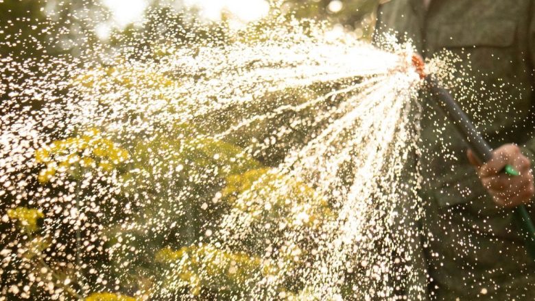 Strategii de Udat a Florilor în Sezonul Cald: Dimineața sau Seara?