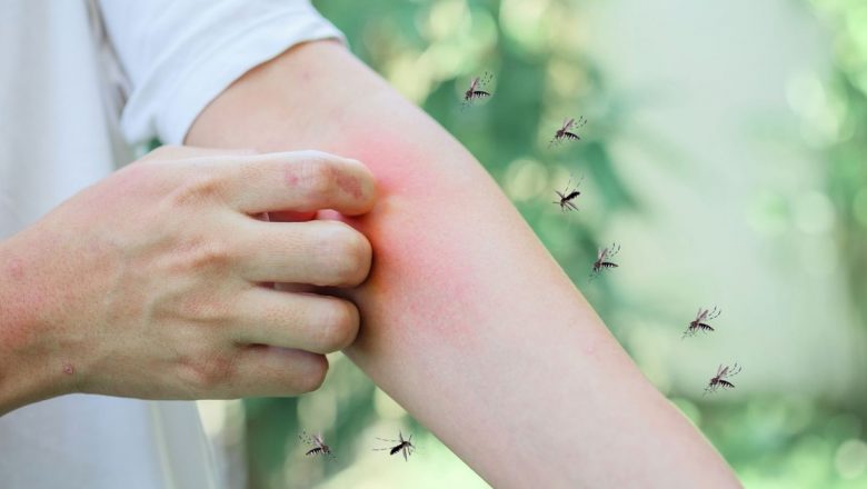 Cât sânge „îți fură” un țânțar într-o singură mușcătură? Analiza impactului acestor insecte asupra sănătății publice