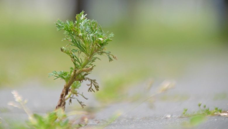 Remedii Naturale pentru Digestie: Lecții din Trecutul Bunicilor Nostri