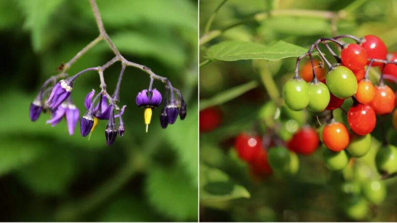 Lăsniciorul: O Plantă cu Proprietăți Medicinale Remarcabile și Riscuri Potențiale
