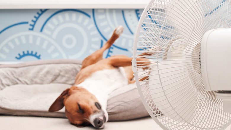 Impactul Ventilatorului asupra Sănătății în Zilele de Căldură Extremă: Ce Trebuie Să Știm?