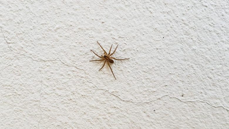 Soluții Naturale pentru Alungarea Păianjenilor: Ghid Complet pentru o Casă Fără Dăunători