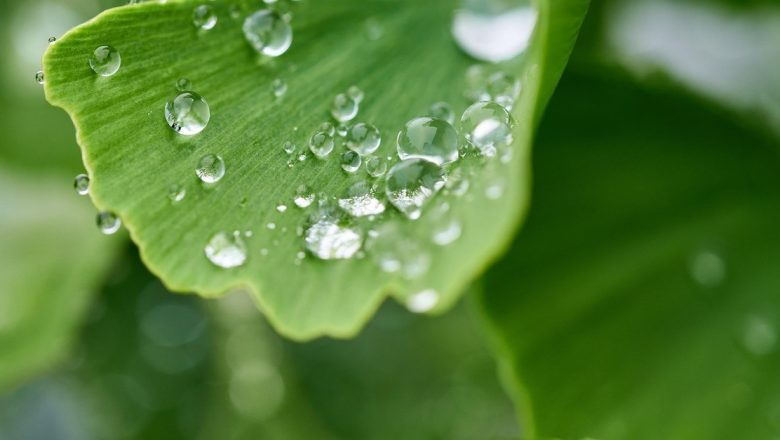 Ginkgo Biloba: Arborele Vieții cu Beneficii Remarcabile pentru Sănătate și O istorie Fascinantă