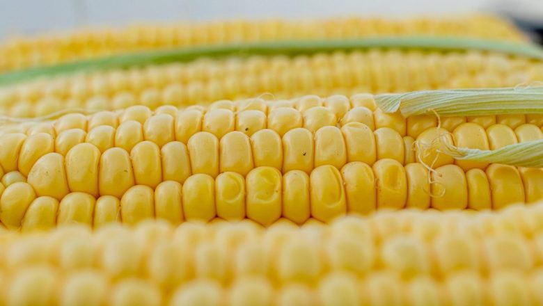 Porumbul: Un Superaliment Neobservat. Beneficiile Sale și Cum Să-L Integrăm Inteligent în Dietă
