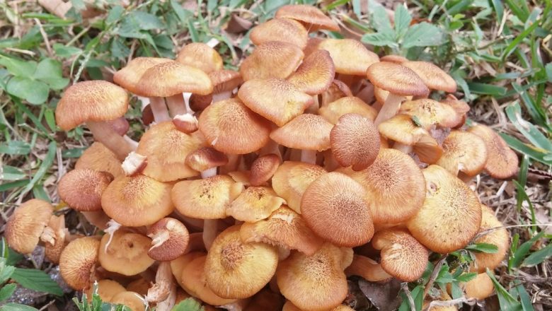 Ciupercile: Aliment-minune sau Pericol Ascuns? O Analiză Detaliată a Beneficiilor și Riscurilor în Sezonul de Toamnă