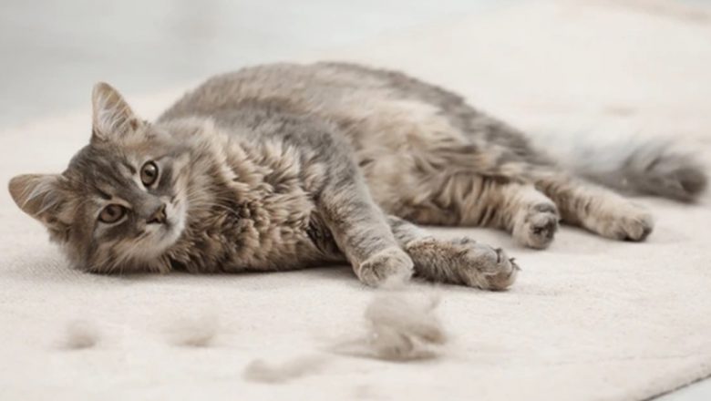 Pisicile și sănătatea mintală: Conexiuni neașteptate și implicații pentru starea noastră psihică
