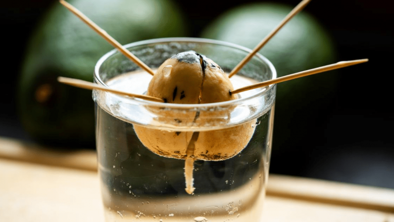 Cum să Cultivi Avocado Acasă: Ghid Complet și Beneficii Nutriționale