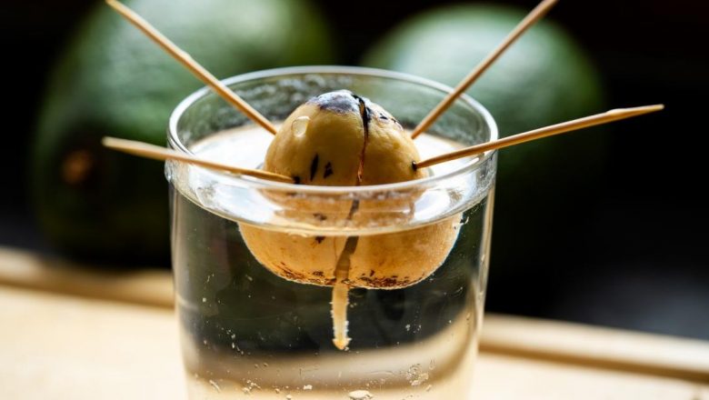 Cum să Cultivi Avocado Acasă: Ghid Complet pentru Amatorii de Grădinărit