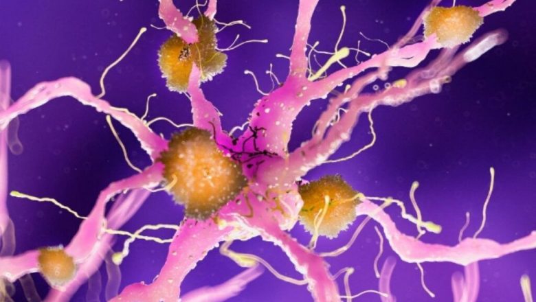 FLAV-27: O Nouă Speranță în Lupta cu Alzheimer – Ce Implică Descoperirea Recentă