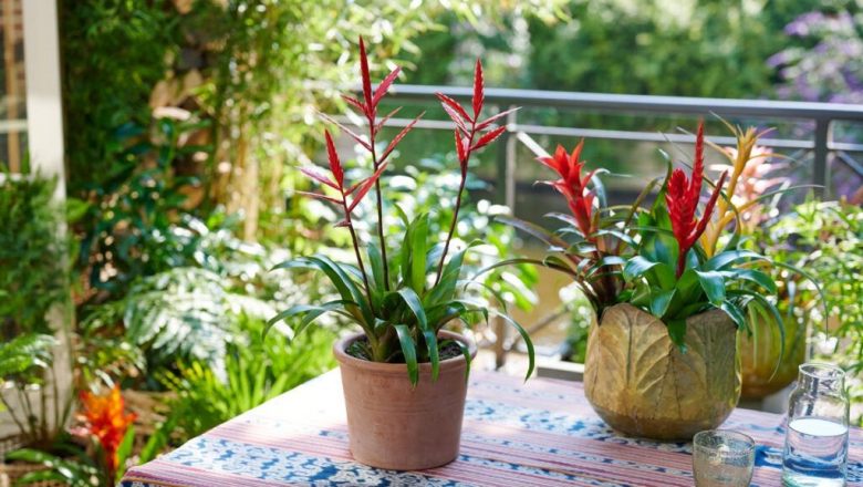 Bromelia: Planta Tropicală Care Transformă Spațiul Tău Într-un Paradis de Culoare și Prospețime