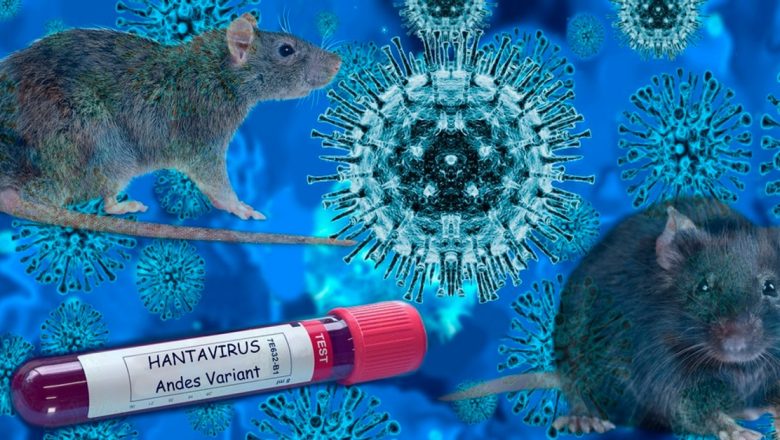 Hantavirusul: O Analiză Detaliată a Riscurilor și Măsurilor de Prevenție