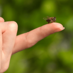Cum să gestionezi eficient înțepăturile de albină: ghid complet și remedii naturale