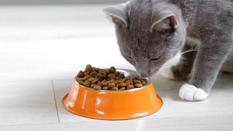 Alertă alimentară pentru pisici: Pericolele ascunse ale hranei Coshida și impactul asupra proprietarilor de animale de companie