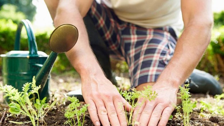 Secretele Grădinăritului în Luna Iunie: Legume de Plantat pentru o Recoltă Bogată la Toamnă